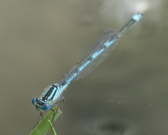 Erythromma lindenii