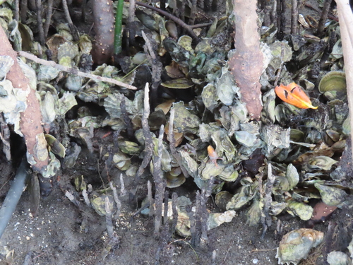 Crassostrea rhizophorae, 2022-05-26