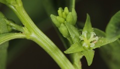 Ditaxis humilis