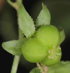 Ditaxis humilis