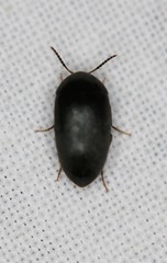 Synstrophus repandus