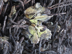 Crassostrea rhizophorae