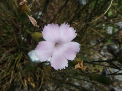 Dianthus caryophyllus