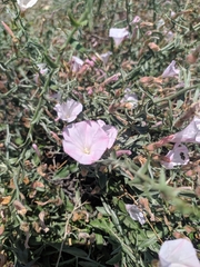 Convolvulus fruticosus