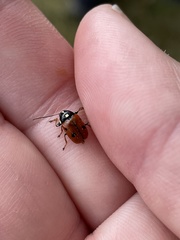 Cryptocephalus cordiger