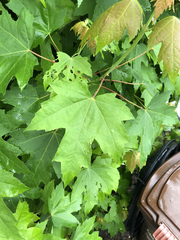 Acer saccharinum
