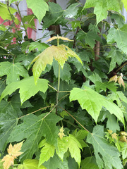 Acer saccharinum