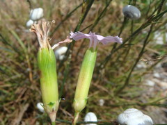 Dianthus caryophyllus