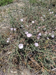 Convolvulus fruticosus