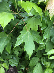 Acer saccharinum