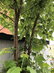 Acer saccharinum