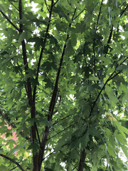 Acer saccharinum