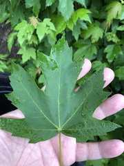 Acer saccharinum