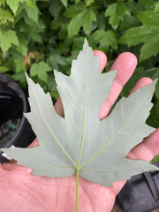 Acer saccharinum
