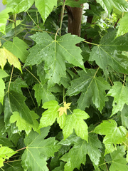 Acer saccharinum