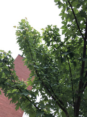 Acer saccharinum