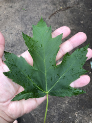 Acer saccharinum