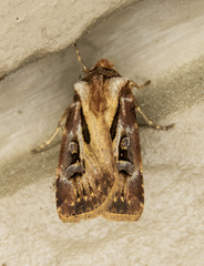 Agrotis vancouverensis