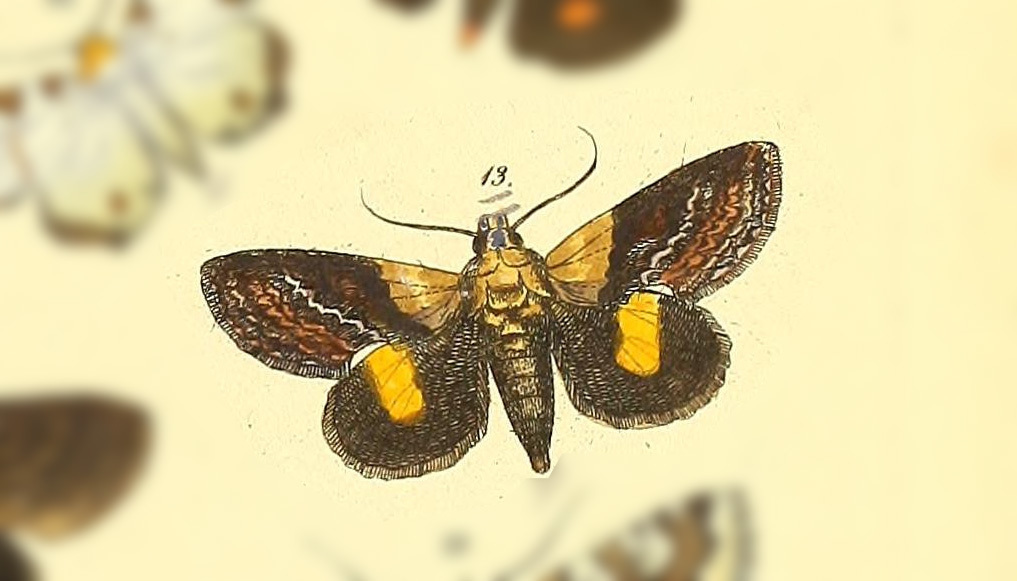 Gonodonta soror