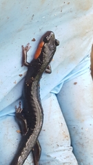 Plethodon jordani