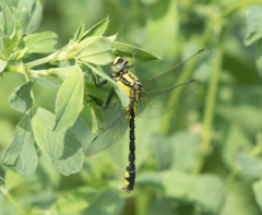 Gomphus vulgatissimus