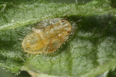 Trioza urticae
