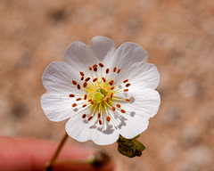 Cistanthe longiscapa