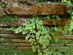 Adiantum capillus-veneris