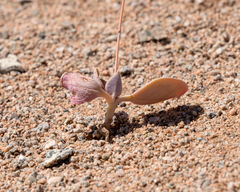 Cistanthe longiscapa