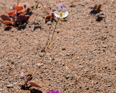 Cistanthe longiscapa