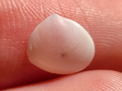 Abra aequalis