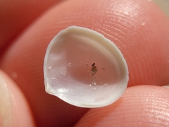 Abra aequalis