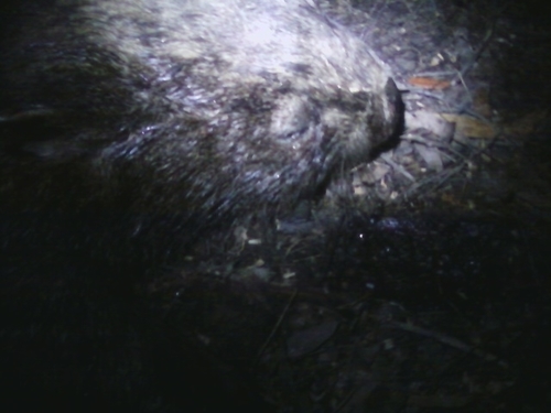 Common wombat