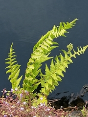 Dryopteris filix-mas