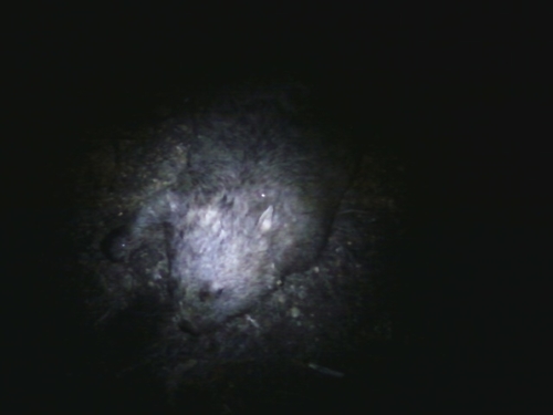 Common wombat