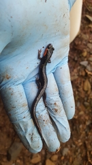 Plethodon jordani