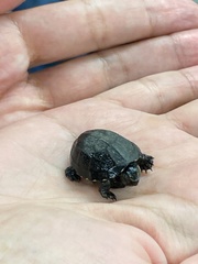 Sternotherus