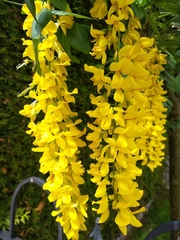 Laburnum anagyroides