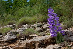 Campanula speciosa