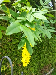 Laburnum anagyroides