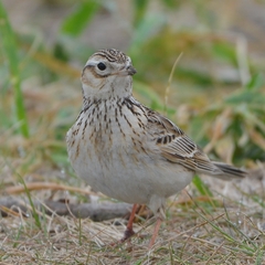 Alauda arvensis japonica