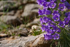 Campanula speciosa