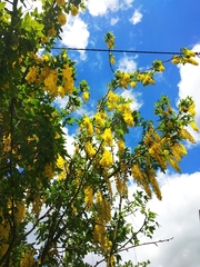 Laburnum anagyroides