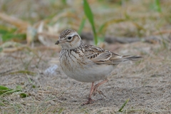 Alauda arvensis japonica