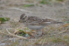 Alauda arvensis japonica