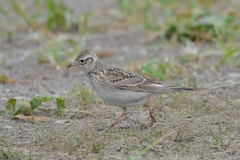 Alauda arvensis japonica