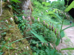Melica nutans