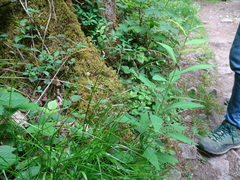 Melica nutans