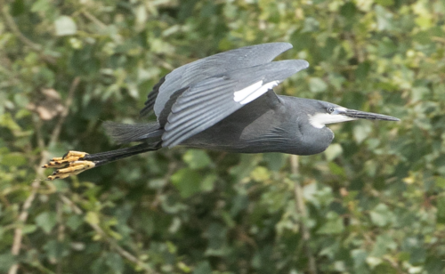 Westelijke rifreiger (Egretta gularis)