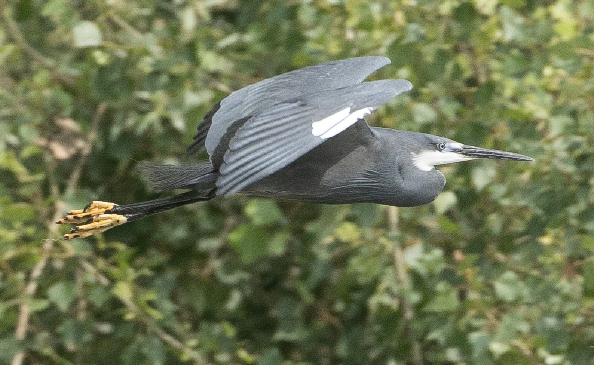 Western Reef-Heron (Egretta gularis)